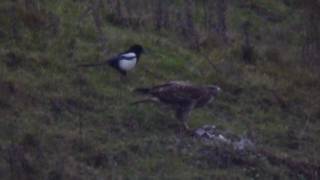 Common Buzzard and Roughlegged Buzzard  a comparison [upl. by Anomar]