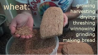 WHEAT  growing harvesting processing and making bread [upl. by Joette]