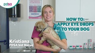 How To Apply Eye Drops To Your Dog PDSA Petwise Pet Health Hub [upl. by Llewellyn]