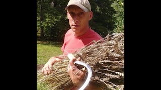 Harvesting and processing a small Wheat plot by hand [upl. by Anitreb]