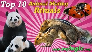 Top 10 Crazy Animal Mating Rituals [upl. by Eirehc10]