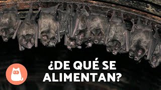 ¿Qué COMEN los MURCIÉLAGOS 🦇 Tipos según ALIMENTACIÓN [upl. by Adeirf]