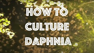 How To Culture Daphnia Magna [upl. by Toolis]