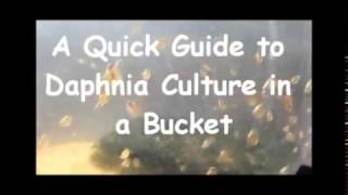 How to culture daphnia outside [upl. by Ozmo]