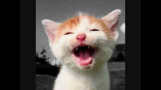 lachende katzen  laughing cats [upl. by Flavia]