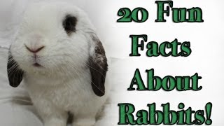 BudgetBunny 20 Fun Facts About Rabbits [upl. by Assinna637]