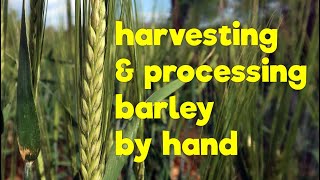 Harvesting amp processing Barley by hand [upl. by Aehsila945]