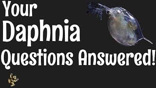 Daphnia Questions Answered [upl. by Alaunnoif]