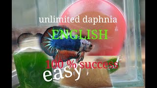 daphnia moina culture Easy way Unlimited production English  with sub Green water Chlorella [upl. by Tim]