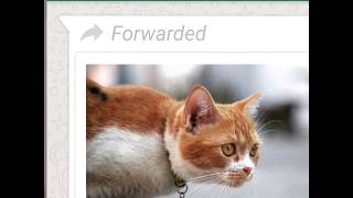 Learn All About the Forwarded Message Indicator  WhatsApp [upl. by Dnomra]