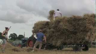 Threshing wheat for thatching straw [upl. by Darrow]