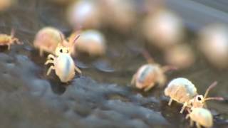 Collembola or Springtails [upl. by Anderea]