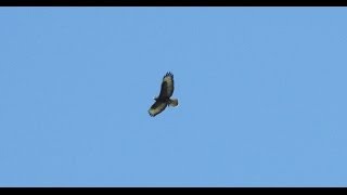 Common Buzzard Hovering and Attacking Prey [upl. by Ellerihs]