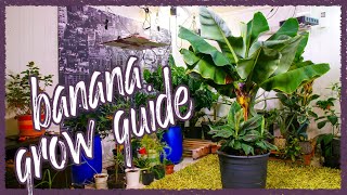 Grow Bananas Successfully Indoors Grow Guide [upl. by Subocaj585]