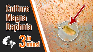 How to culture DAPHNIA MAGNA  The easy way [upl. by Etteniuq904]