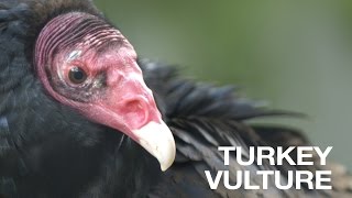 Creature Feature Turkey Vulture [upl. by Tearle]