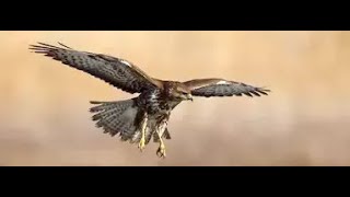 Common Buzzard Flying Over Western Highlands Of Scotland [upl. by Anirdna]