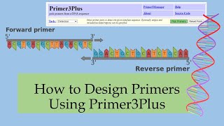 How to Design Primers Using Primer3Plus [upl. by Maire]