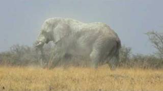 Huge bull elephant in Etosha National Park [upl. by Noreh]