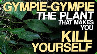 GympieGympie  The Plant That Makes You Kill Yourself Our Most Painful Experiences [upl. by Assenay]