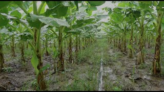 banana plantation techniques  banana field overview [upl. by Dustin]