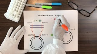 PCR Primer Design [upl. by Carleton]