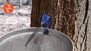 Making Maple Syrup  Où se trouve Garland Sugar Shack [upl. by Enimaj]