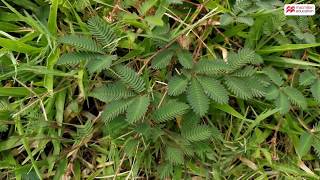 Mimosa Plant The Touchmenot plant  Macmillan Education India [upl. by Attirehs487]