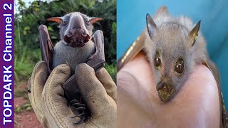 10 Murcielagos mas fascinantes del mundo [upl. by Eilema]