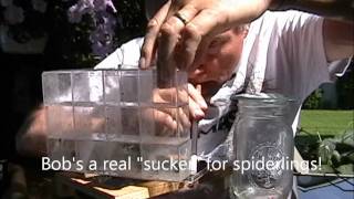 Hatching Jumping Spiderlings Part B [upl. by Kcitrap]