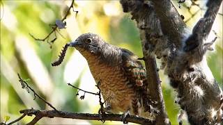 African Emerald Cuckoo Eating Processionary Caterpillars [upl. by Stander]