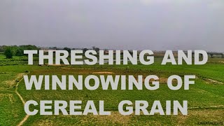 threshing and winnowing [upl. by Aubrie]