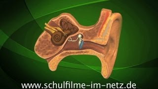 Das Ohr  Schulfilm Biologie [upl. by Jephum]