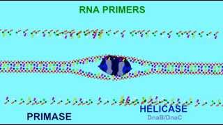 DNA REPLICATION RNA PRIMERS [upl. by Ehcropal118]