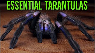 MUST HAVE Tarantulas  YOU Need These BIG Spiders [upl. by Vedi]