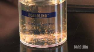 How to Care for Daphnia [upl. by Libbna313]