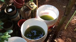 How to grow Green Water Algae [upl. by Francklin]