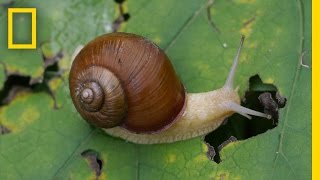 Snail Hits Predator with Its Shell  National Geographic [upl. by Anail]