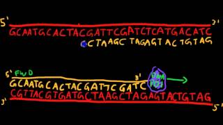 Primer Design for PCR [upl. by Rubetta]