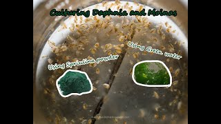 How To Culture Daphnia and Moinas using Green Water Spirulina powder [upl. by Anayit]