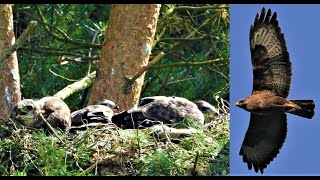 BUZZARD ALARM CALLS 👀 SCREAMING to Chicks 👀 CALLING amp MEWING In Flight [upl. by Ariday51]