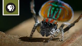 Peacock Spider Mating Dance [upl. by Cirle]