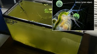 Raising Daphnia for the Freshwater Aquarium [upl. by Ronen]