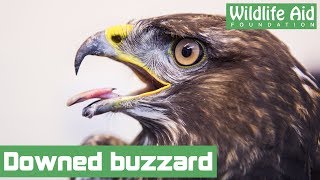 Injured buzzard in need of help [upl. by Dionysus]