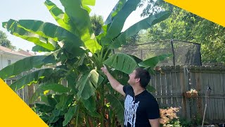 How To Grow A Banana Tree At Home In Any Climate [upl. by Aetnahs]