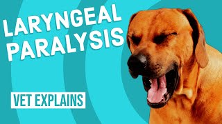 Laryngeal Paralysis in Dogs [upl. by Iron]