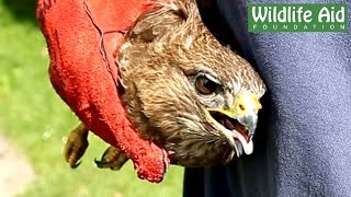 Great Release of a Buzzard [upl. by Llerdnad293]