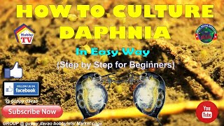 HOW TO CULTURE DAPHNIA In Easy Way [upl. by Leggett639]