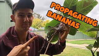 How to Propagate Banana Trees  Sucker Pup Method [upl. by Jaffe]